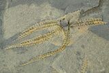 Two Ordovician Brittle Stars (Ophiura) - Morocco #312535-2